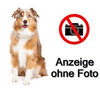 Black tri Australian Sheperd Hündin gesucht .Ab 3 Jahren