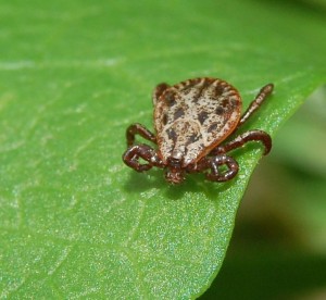 Babesiose durch Auwaldzecke