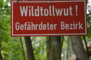 Tollwut ist beim Australian Shepherd - auch wegen den umfassenden Impfungen - sehr selten geworden.