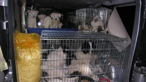 Kaufen Sie keine Australian Shepherd Welpen aus dem Kofferraum