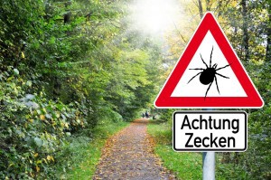 Zecken befinden sich vor allem in Sträuchern und niederen Bäumen