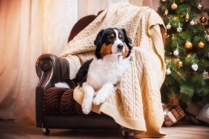Sie können den Hund nicht den ganzen Tag allein zuhause lassen.
