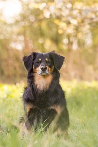 Mein Australian Shepherd hat Flöhe - Was tun?