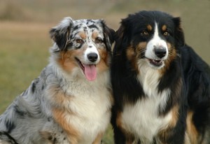 Australian Shepherd Geschichte und Ursprung