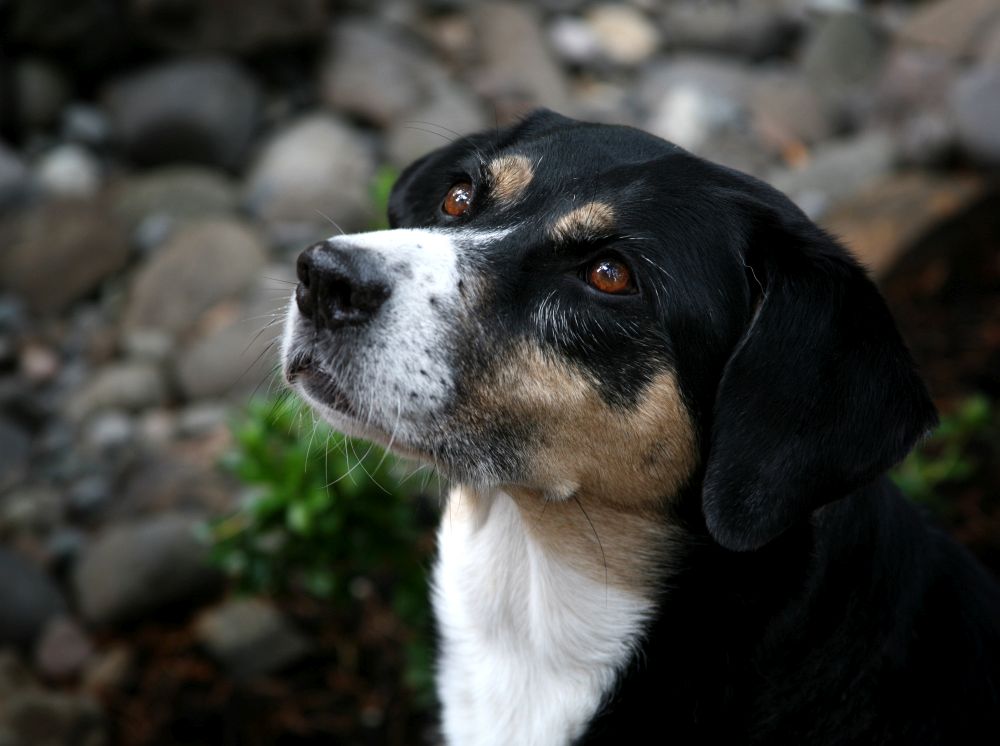 Australian Shepherd Mischling Mix