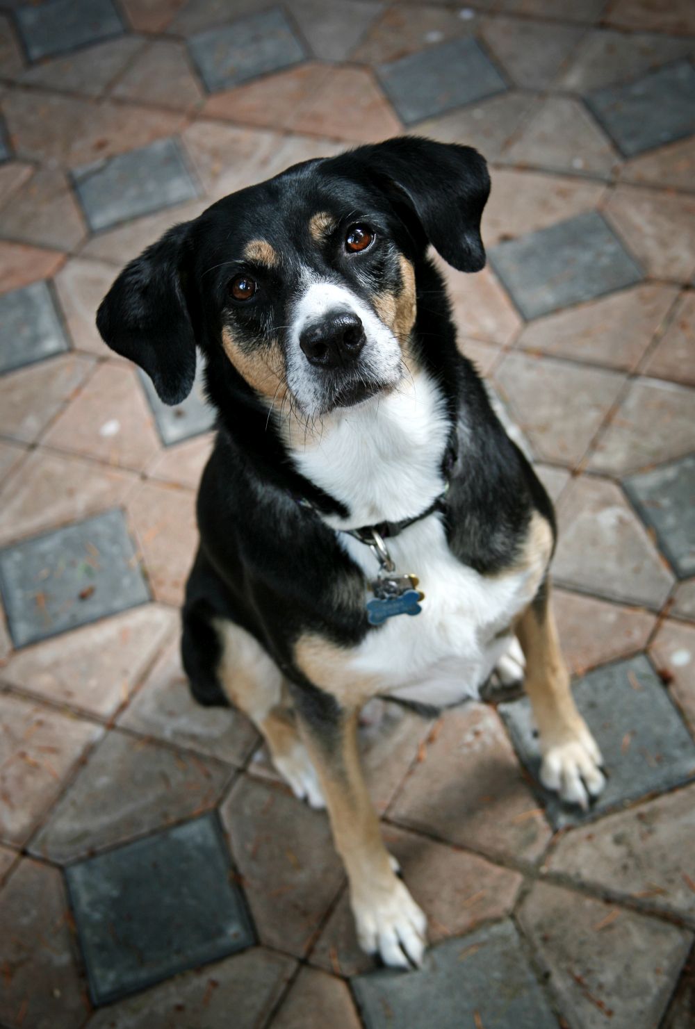 Australian Shepherd Mischling Mix