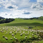 Schafherde - Ideale Arbeitsbedingungen für einen Australiian Shepherd