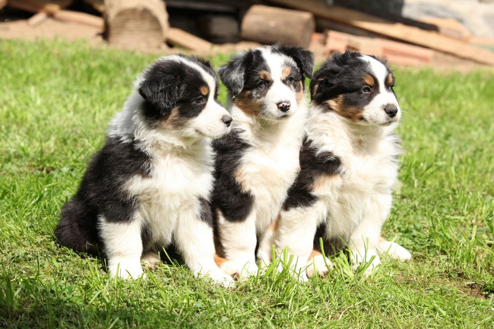 Gesunde Australian Shepherd Welpen vom seriösen Züchter