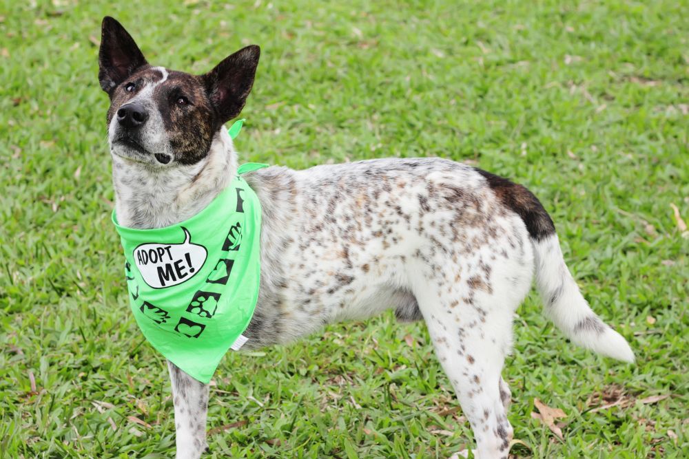 Australian Shepherd Mischling Mix