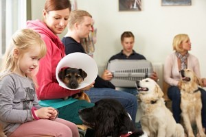 Wann muss ich mit dem Australian Shepherd zum Tierarzt?;
