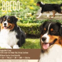 Deckrüde Black Tri ASCA USA Linie "Brego" www.YellowstoneAussies.de