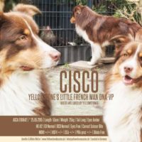 Ruhiger Deckrüde Red Tri "Cisco" www.YellowstoneAussies.de