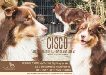 Ruhiger Deckrüde Red Tri "Cisco" www.YellowstoneAussies.de