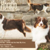 Deckrüde ASCA / FCI Red Tri "Horatio" www.YellowstoneAussies.de