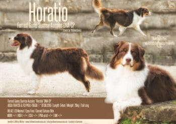 Deckrüde ASCA / FCI Red Tri "Horatio" www.YellowstoneAussies.de