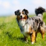Hunderasse Australian Shepherd