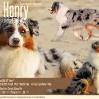 Deckrüde Blue Merle red factored USA Linie "Henry" www.YellowstoneAussies.de