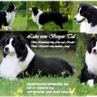 2 sind noch frei: Nugget und Knight suchen noch ihr 5 Sterne Zuhause!