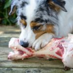 Barf, Rohfutter für den Australian Shepherd