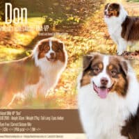 Red Tri Australian Shepherd Deckrüde USA Linie "Don" ASCA Papiere www.YellowstoneAussies.de