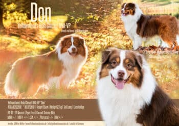 Red Tri Australian Shepherd Deckrüde USA Linie "Don" ASCA Papiere www.YellowstoneAussies.de