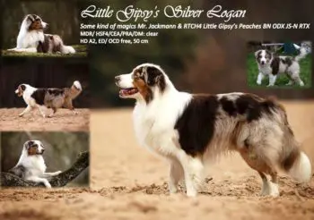 Little Gipsy's Silver Logan (red merle white/copper)