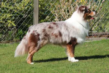 Australian Shepherd Deckrüde DNA VP ASCA Papiere