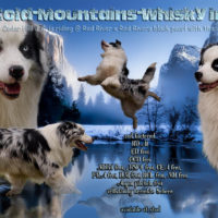 Cold-Mountains-Whisky in the Jar (Paddy), blue-merle Bi Deckrüde, red-factored, ASCA Papiere