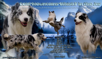 Cold-Mountains-Whisky in the Jar (Paddy), blue-merle Bi Deckrüde, red-factored, ASCA Papiere