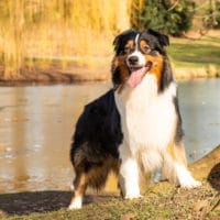 Black Tri Australian Shepherd Deckrüde "Lukier" ASCA & FCI Papiere www.YellowstoneAussies.de