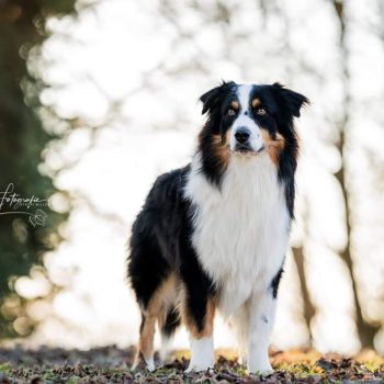 Deckrüde-BlackTri Australian Shepherd Lucky DNA-VP, RF, BGH -VDH, RO 3, Agi A2