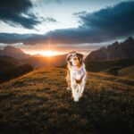 Urlaub Australian Shepherd