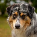 Australian Shepherd in Not, aus dem Tierheim oder Tierschutz