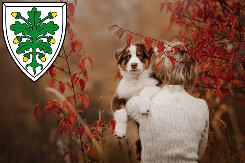 Australian Shepherd Züchter mit Welpen Aichach, Bayern