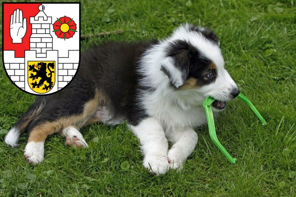 Australian Shepherd Züchter mit Welpen Altenburg, Thüringen