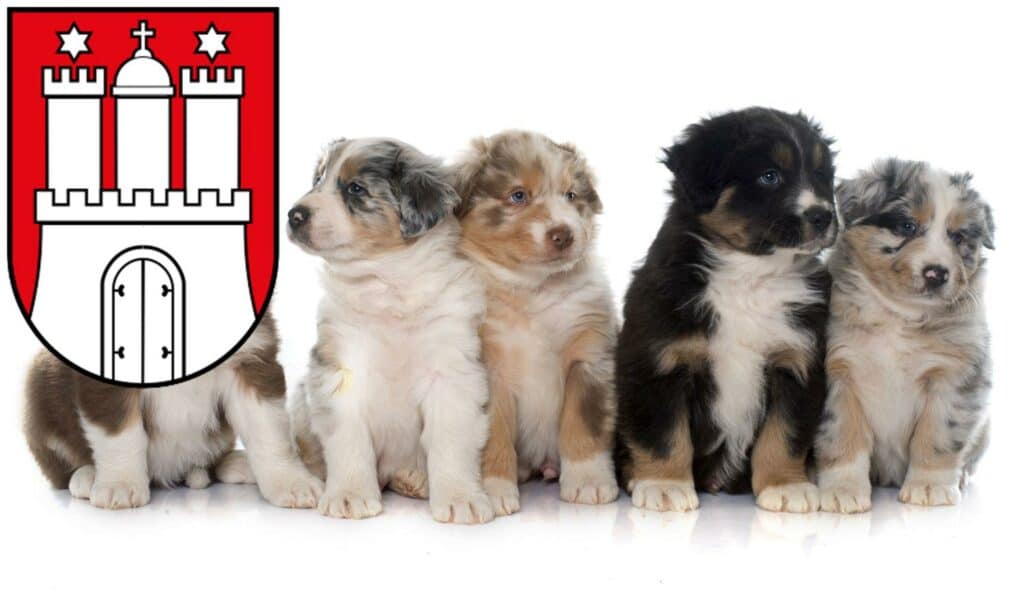 Australian Shepherd Züchter mit Welpen Altona, Hamburg