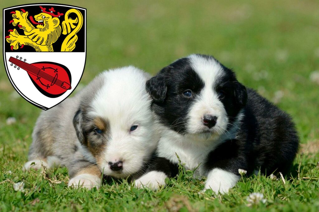 Australian Shepherd Züchter mit Welpen Alzey, Rheinland-Pfalz