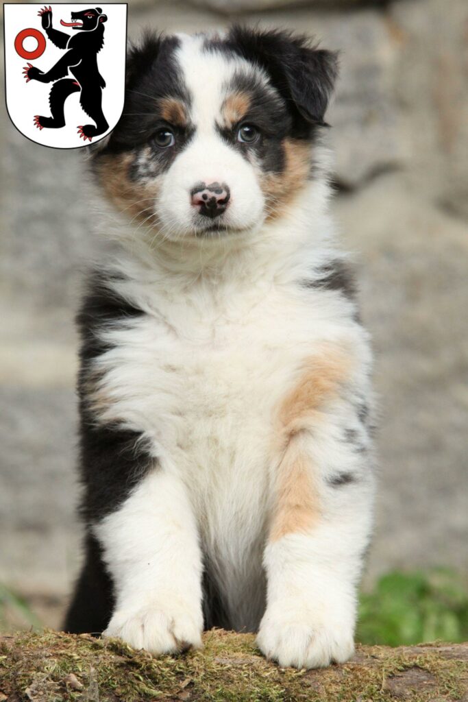 Australian Shepherd Züchter mit Welpen Appenzell, Schweiz