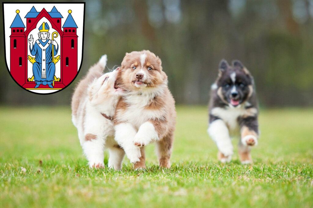 Australian Shepherd Züchter mit Welpen Aschaffenburg, Bayern