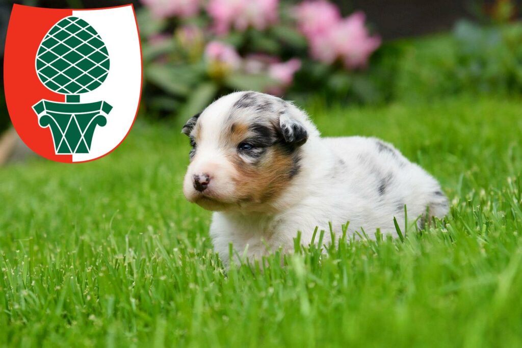 Australian Shepherd Züchter mit Welpen Augsburg, Bayern