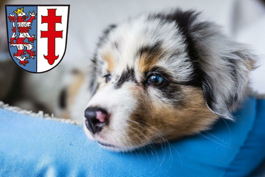 Australian Shepherd Züchter mit Welpen Bad Hersfeld, Hessen