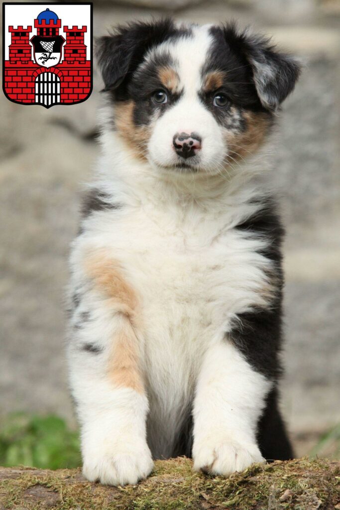 Australian Shepherd Züchter mit Welpen Bad Kissingen, Bayern