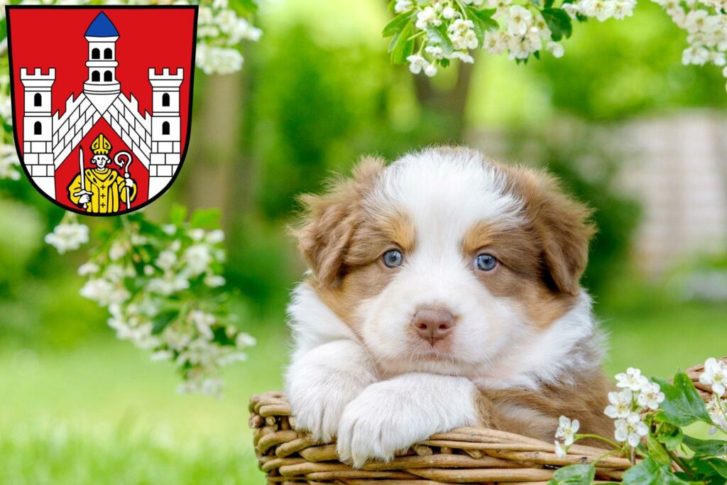 Australian Shepherd Züchter mit Welpen Bad Neustadt an der Saale, Bayern