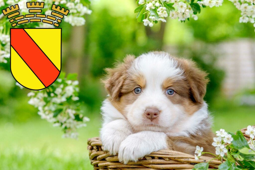 Australian Shepherd Züchter mit Welpen Baden-Baden, Baden-Württemberg