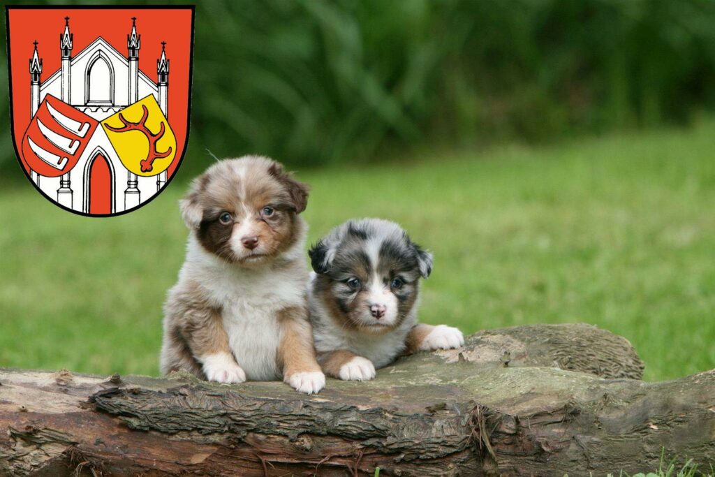 Australian Shepherd Züchter mit Welpen Beeskow, Brandenburg