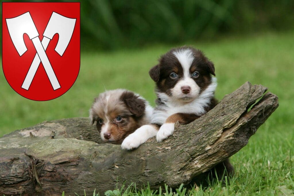 Australian Shepherd Züchter mit Welpen Biel, Schweiz