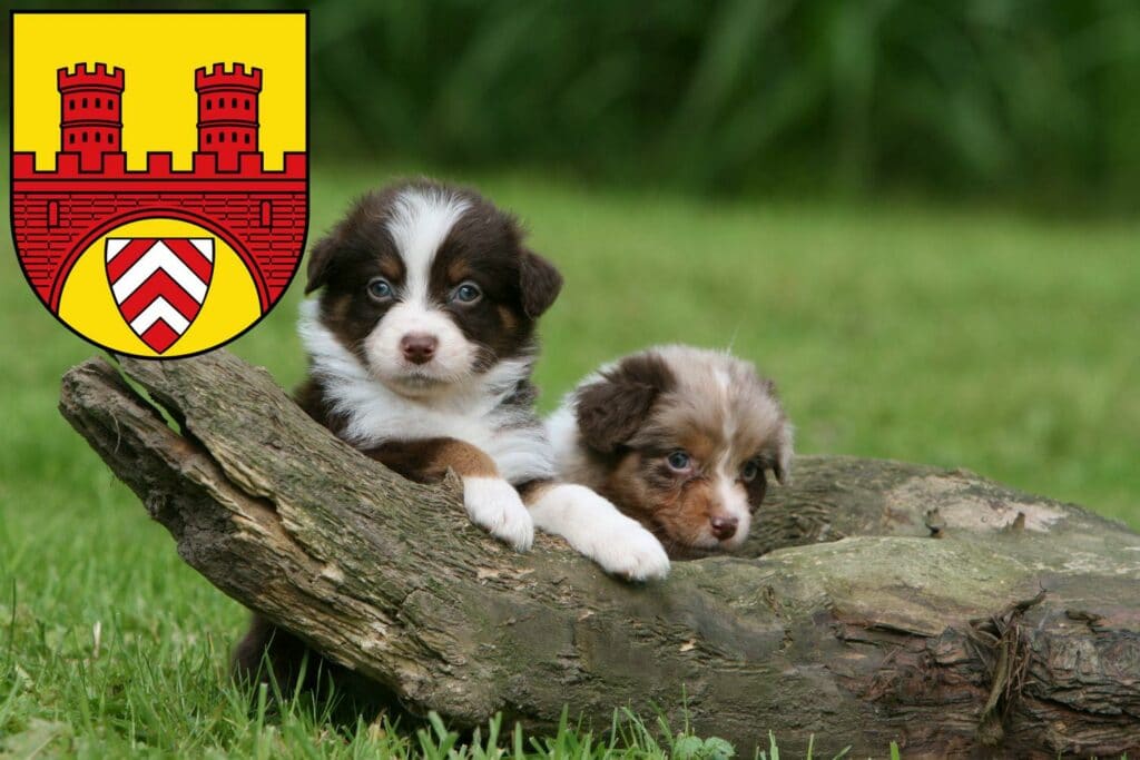 Australian Shepherd Züchter mit Welpen Bielefeld, Nordrhein-Westfalen