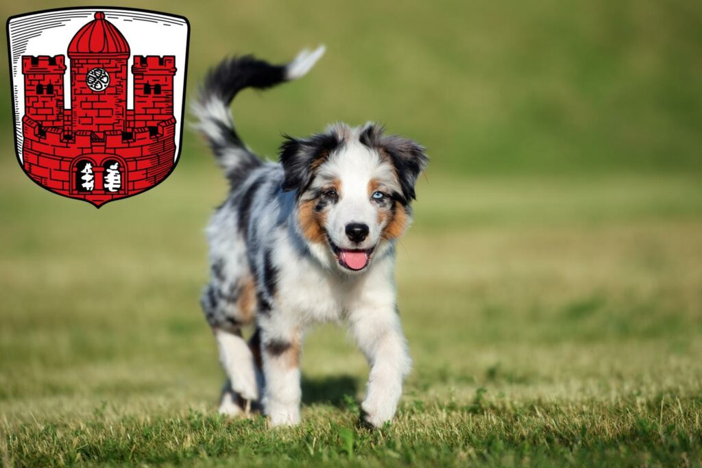Australian Shepherd Züchter mit Welpen Borken, Nordrhein-Westfalen
