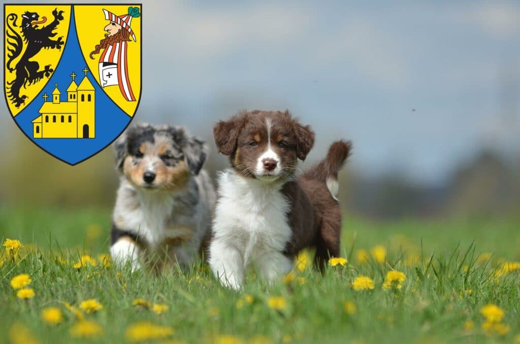 Australian Shepherd Züchter mit Welpen Borna, Sachsen