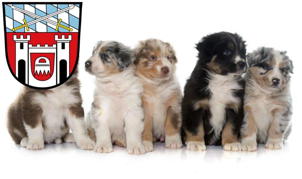 Australian Shepherd Züchter mit Welpen Cham (Oberpfalz), Bayern